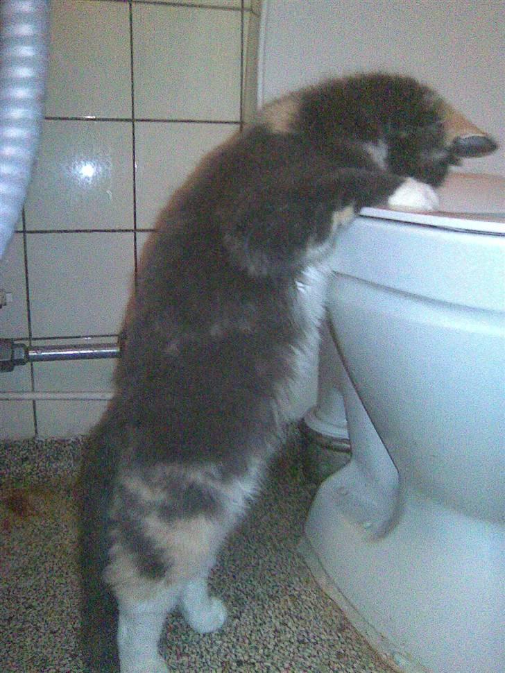 Maine Coon Disney billede 17