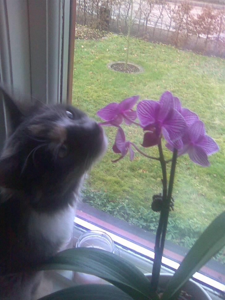 Maine Coon Disney billede 18