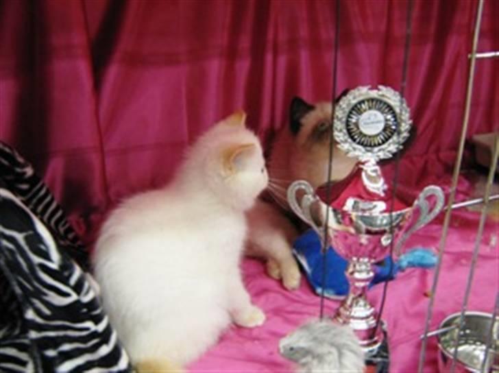 Colorpoint Cha-mamitosu Jasmin billede 7