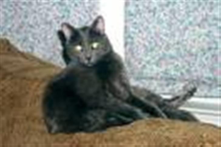 Blanding af racer Gråmis billede 1