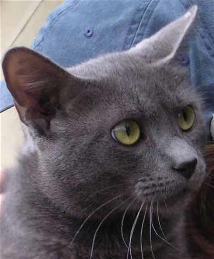 Blanding af racer Gråmis billede 2