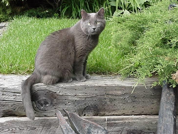 Blanding af racer Gråmis billede 4