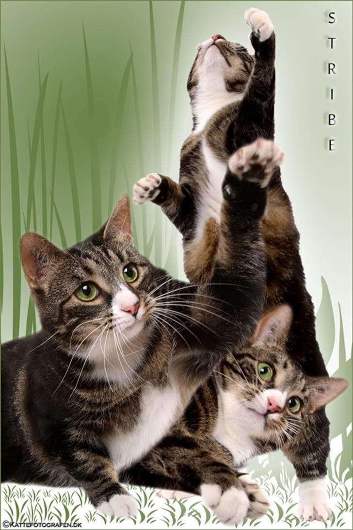 Huskat Stribe billede 1