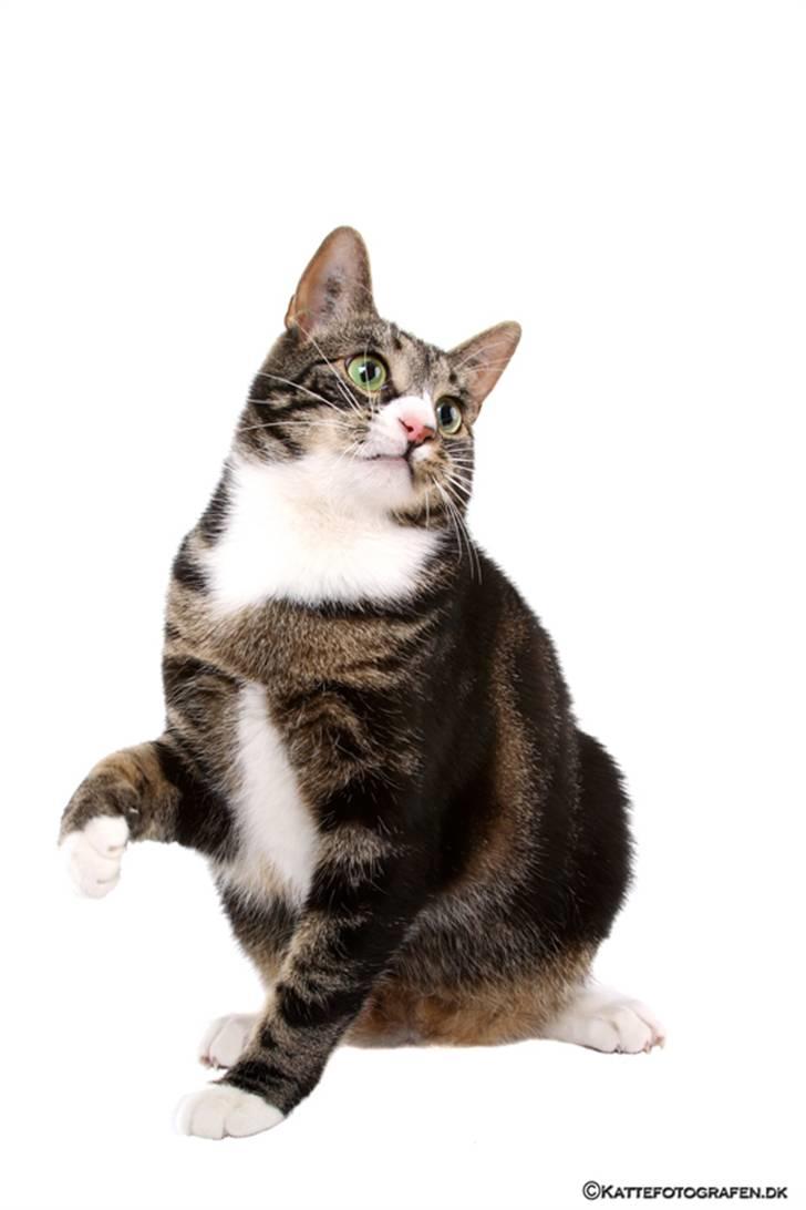 Huskat Stribe billede 2