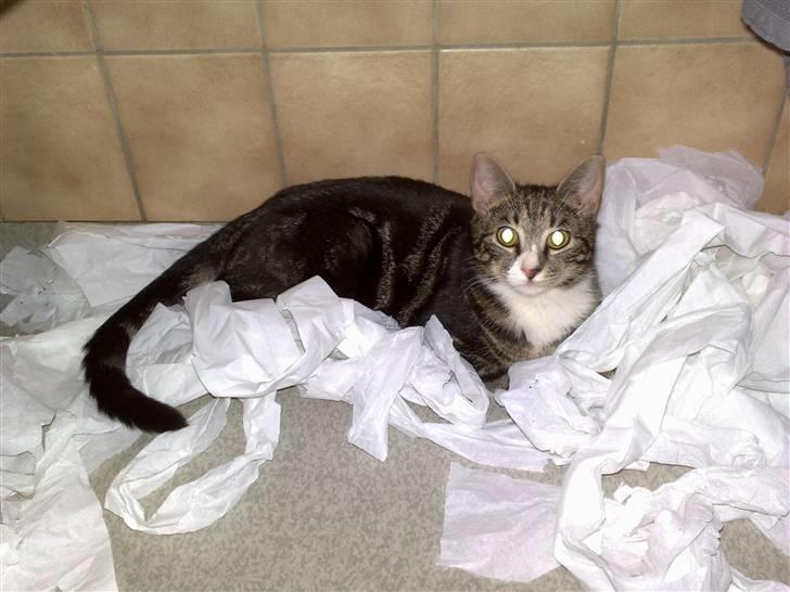 Huskat Stribe - Her har han så lige rullet en hel rulle toiletpapir ud... Det er nemlig SÅ sjovt at lege i :o) billede 3