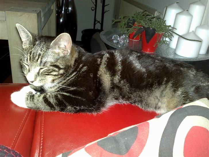 Huskat Stribe billede 4