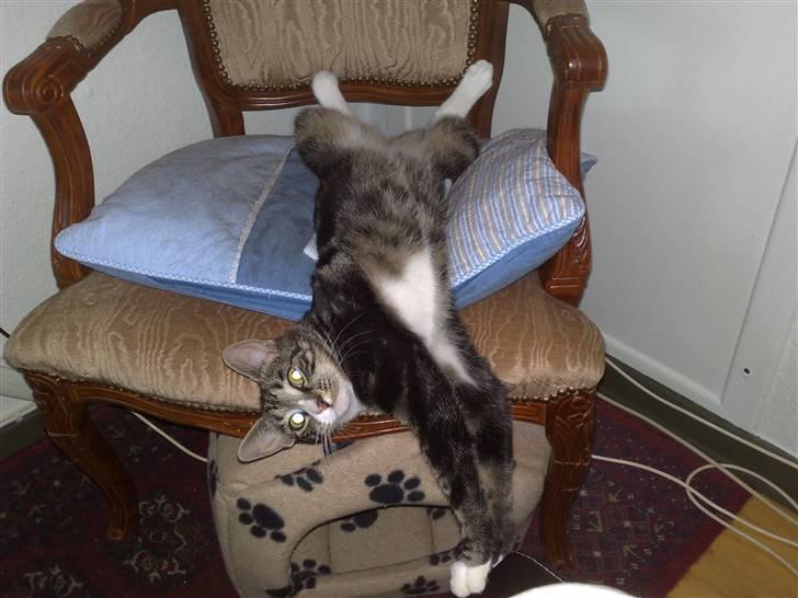 Huskat Stribe billede 5