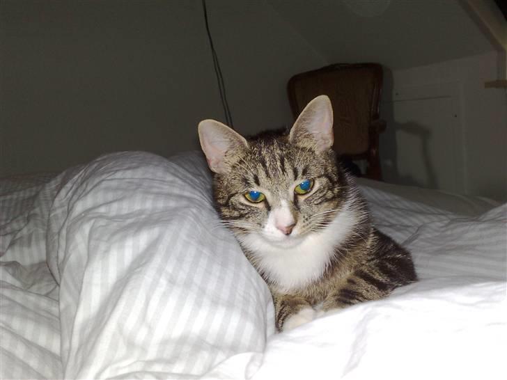 Huskat Stribe billede 6