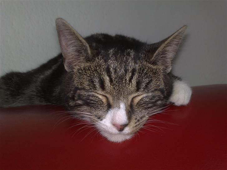 Huskat Stribe billede 7