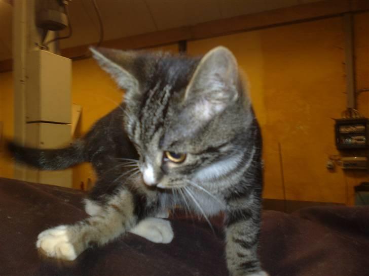 Huskat Stribe - På ryggen af en hest :o) billede 8