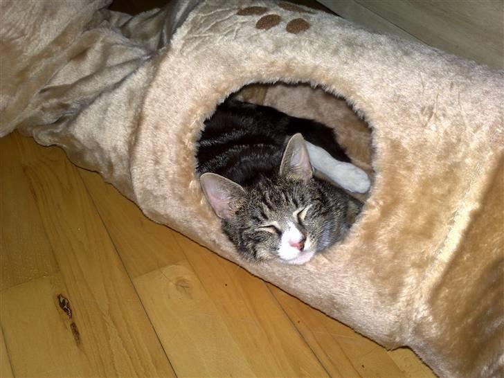 Huskat Stribe billede 9