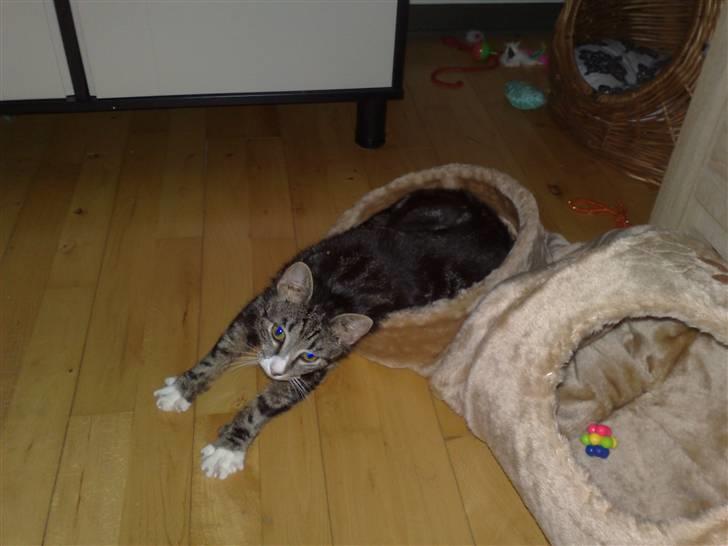 Huskat Stribe billede 10