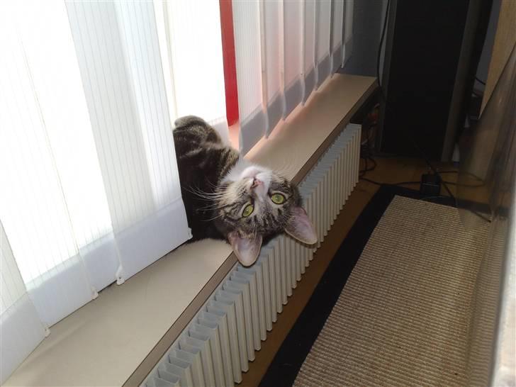 Huskat Stribe billede 11