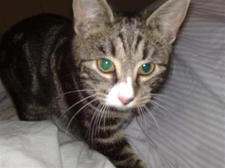 Huskat Stribe billede 12