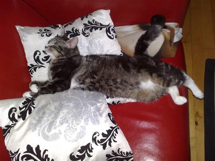 Huskat Stribe billede 13