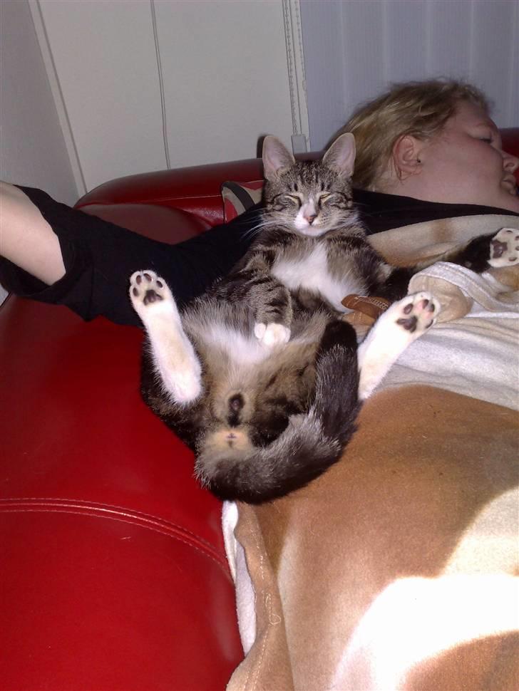 Huskat Stribe billede 14