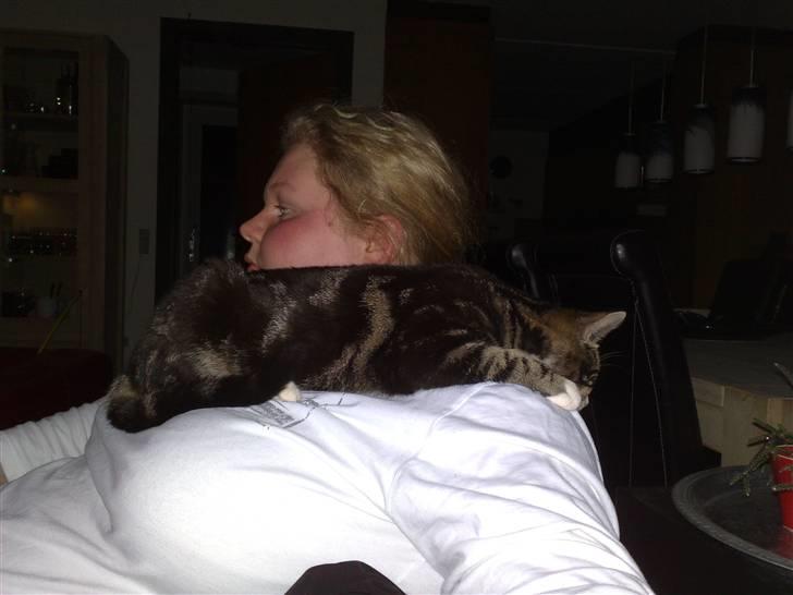 Huskat Stribe billede 15