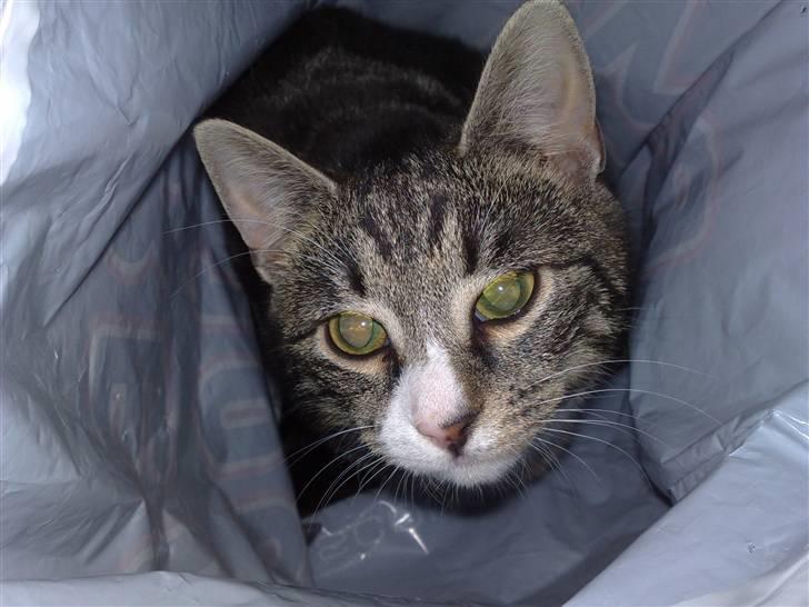 Huskat Stribe - Han luskede lige ind i en indkøbspose og lagde sig til at sove mens viikke var hjemme... billede 16