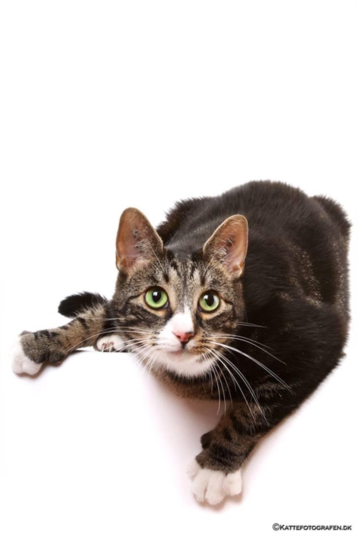 Huskat Stribe billede 17