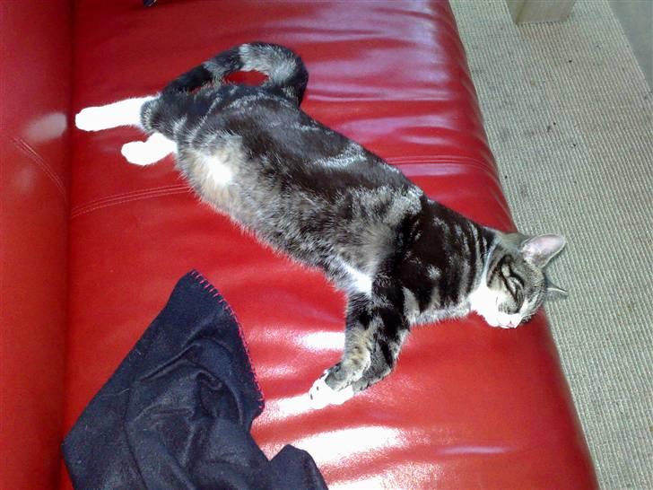 Huskat Stribe billede 18