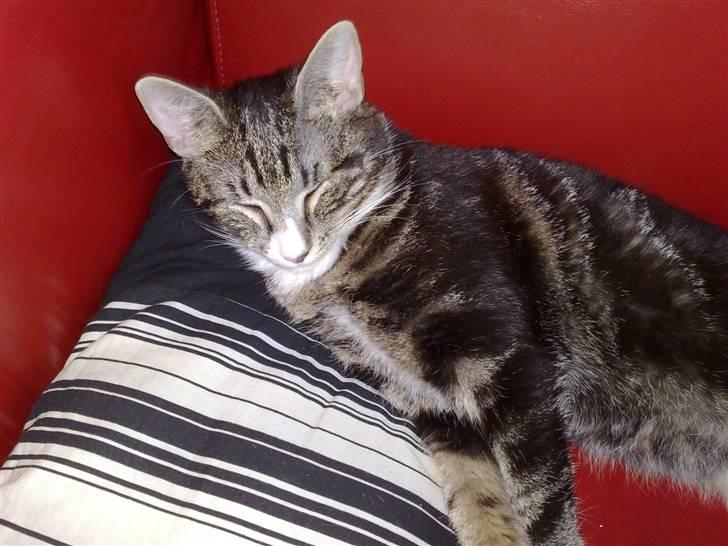 Huskat Stribe billede 19