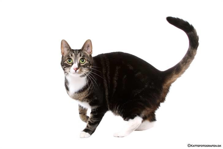 Huskat Stribe billede 20