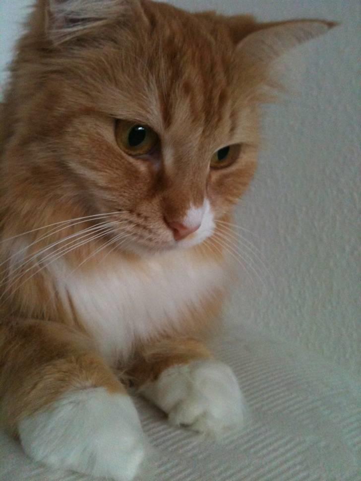 Maine Coon Bellami Solgt :( billede 1