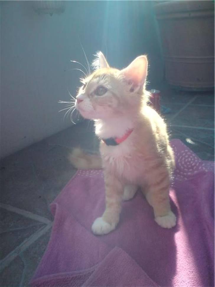 Maine Coon Bellami Solgt :( billede 2