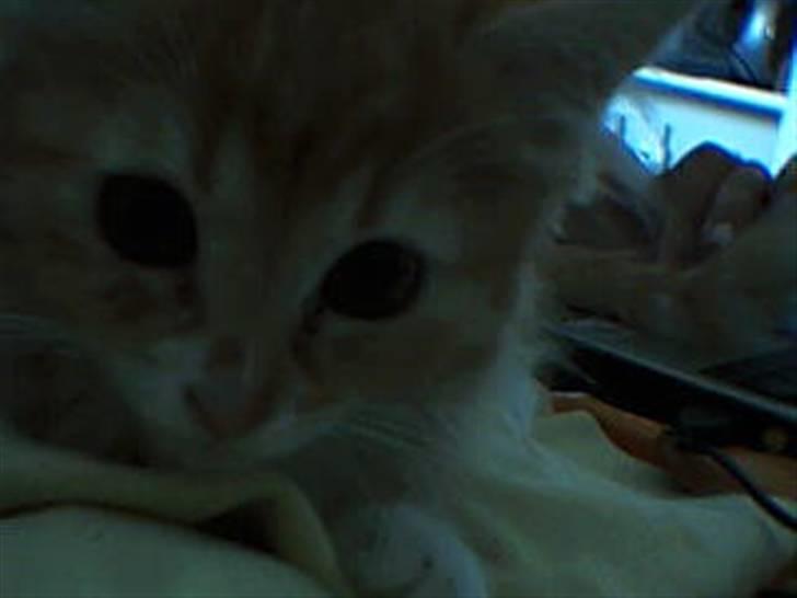 Maine Coon Bellami Solgt :( billede 3