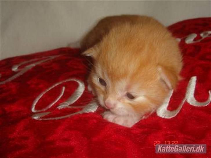 Maine Coon Bellami Solgt :( billede 4