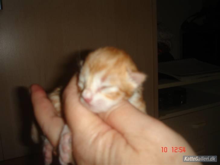 Maine Coon Bellami Solgt :( billede 5