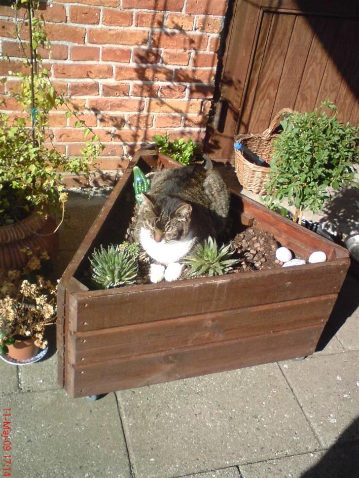 Huskat Celestin (himmelkat) - Frække lille kat, så har han bare lagt sig op i blomsterne xD billede 12