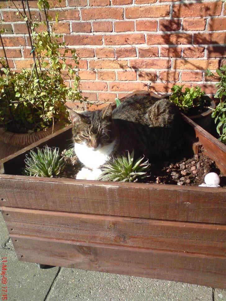 Huskat Celestin (himmelkat) - Der lader det til at han ligger rigtig godt jo (: billede 13