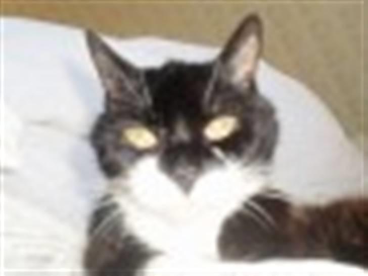 Blanding af racer Otto billede 8