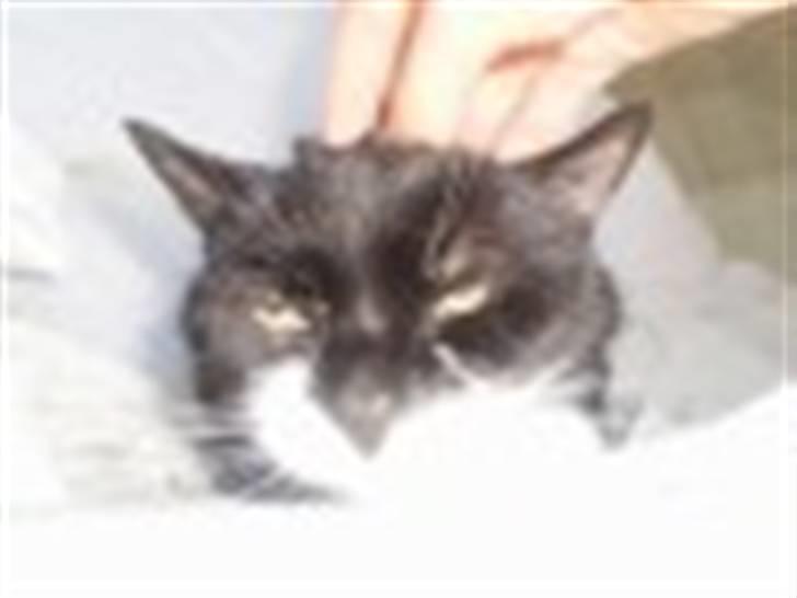 Blanding af racer Otto billede 9