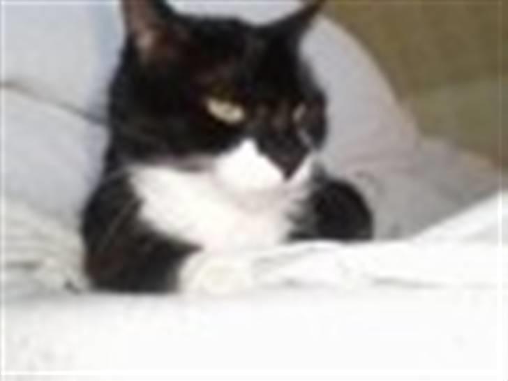 Blanding af racer Otto billede 10