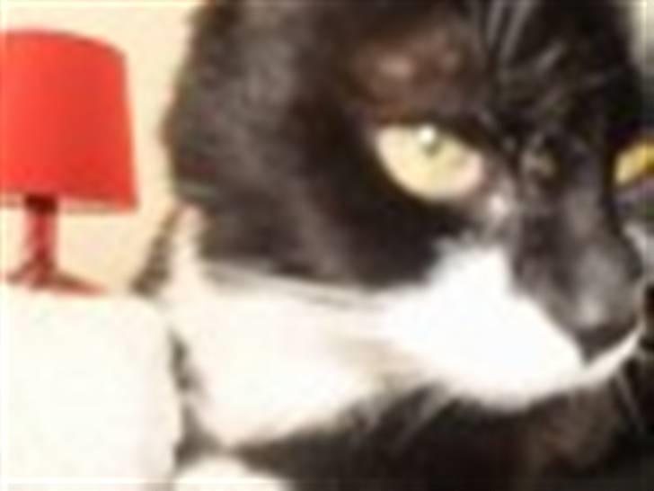 Blanding af racer Otto billede 11