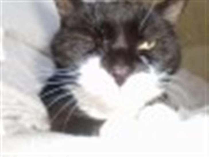 Blanding af racer Otto billede 12