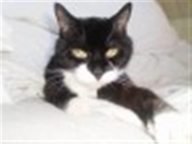 Blanding af racer Otto billede 13