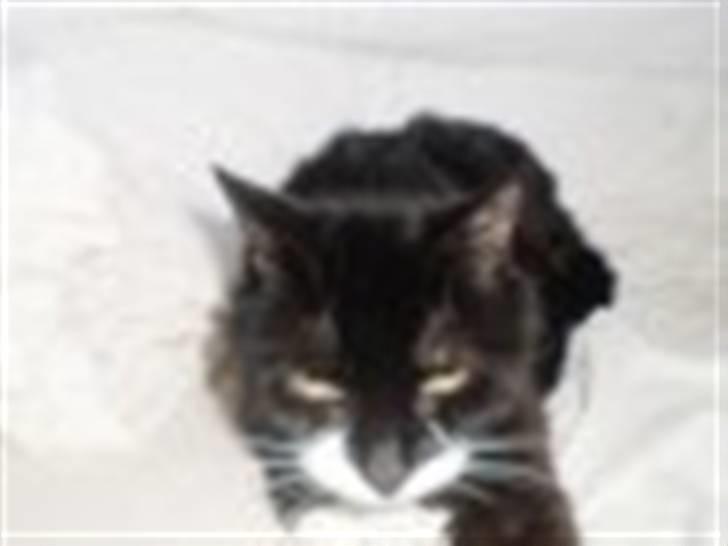 Blanding af racer Otto billede 14