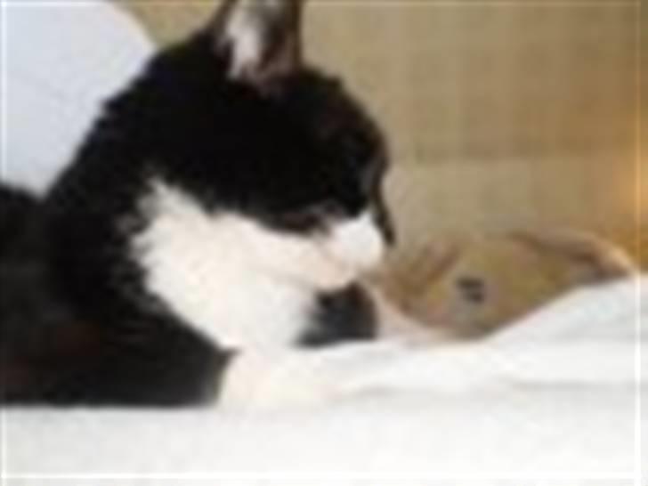 Blanding af racer Otto billede 15