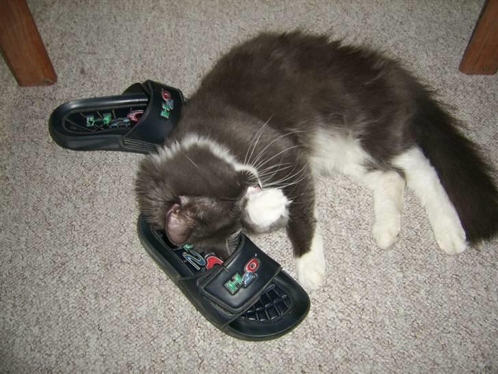 Norsk Skovkat pjuske billede 1