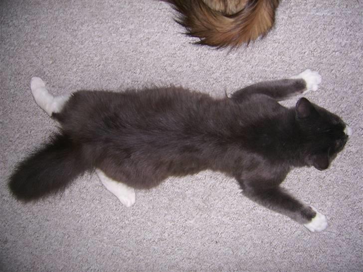 Norsk Skovkat pjuske billede 2