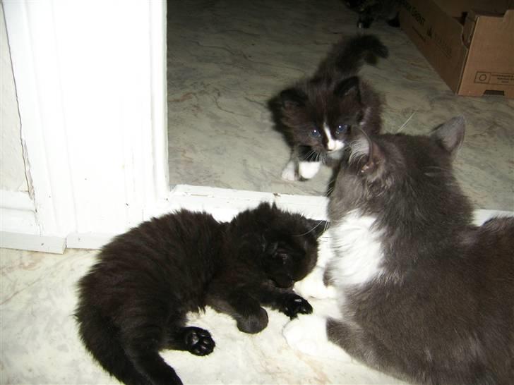 Norsk Skovkat pjuske billede 3