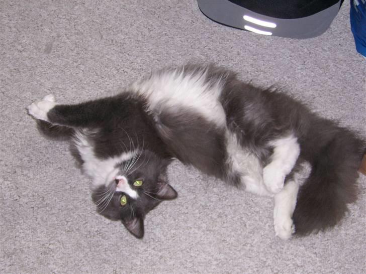 Norsk Skovkat pjuske billede 4