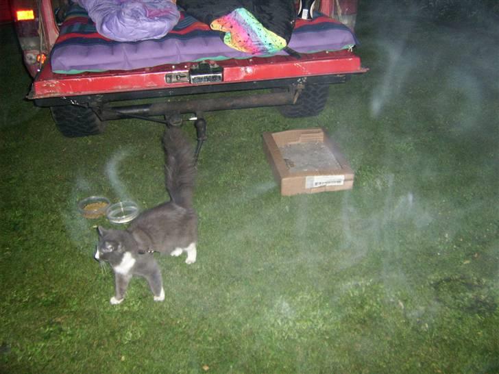 Norsk Skovkat pjuske billede 5