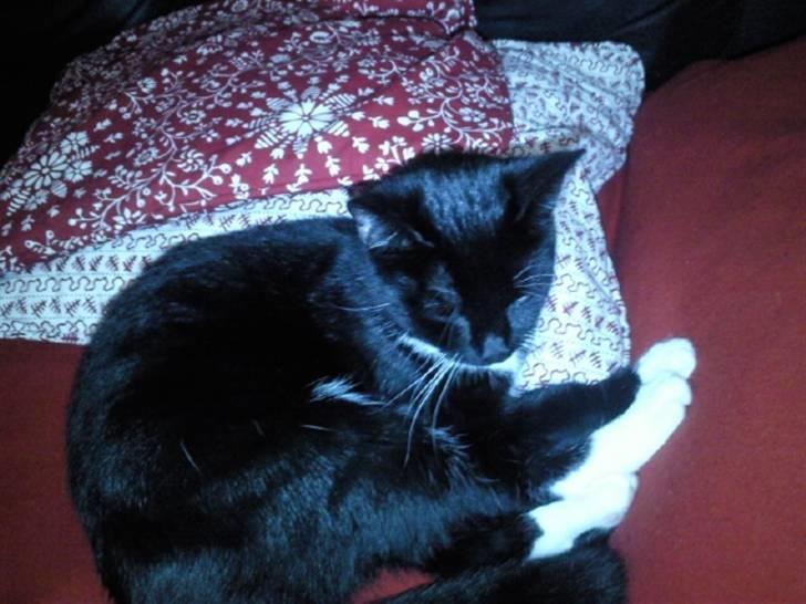 Huskat Nala - Nala på SIT tæppe ;) billede 1