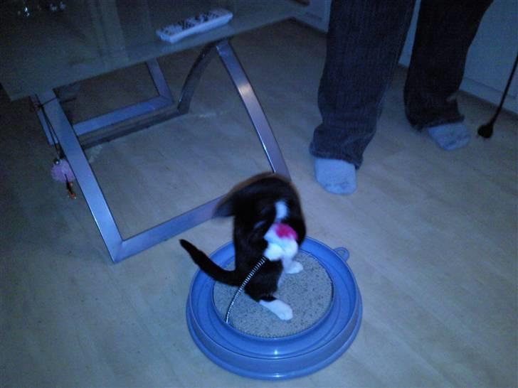 Huskat Nala - som helt lille og uerfaren billede 2