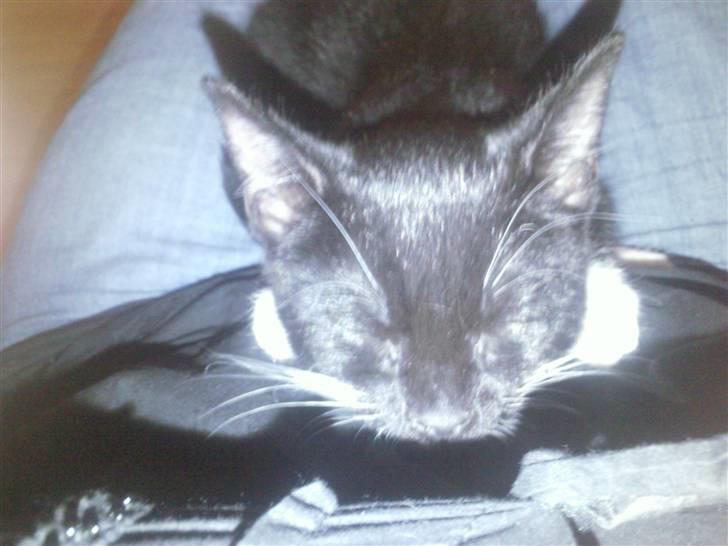 Huskat Nala - sover på mors mave billede 3