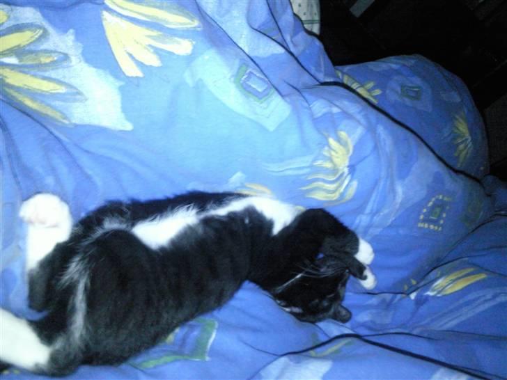 Huskat Nala - ville lige gøre sig lækker i sengen ;) billede 4